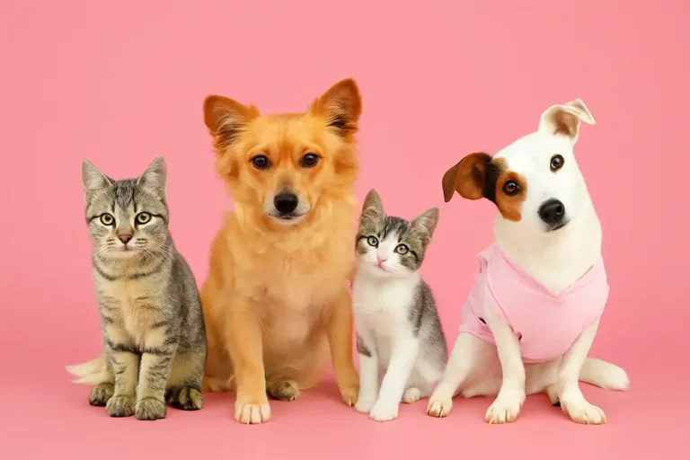 Soins énergétiques et Lahochi pour les animaux